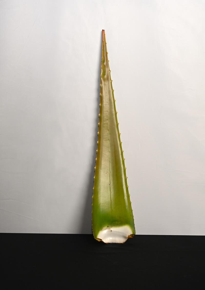 PELEPAH ALOE VERA (CHINENSIS)